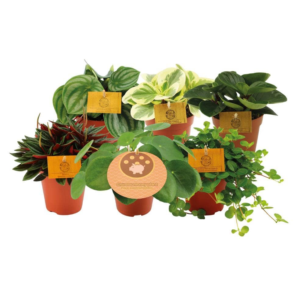 Peperomia-Größen – 6 Stück – Ø12 cm – ↕20 cm - HOLE-X-WORLD