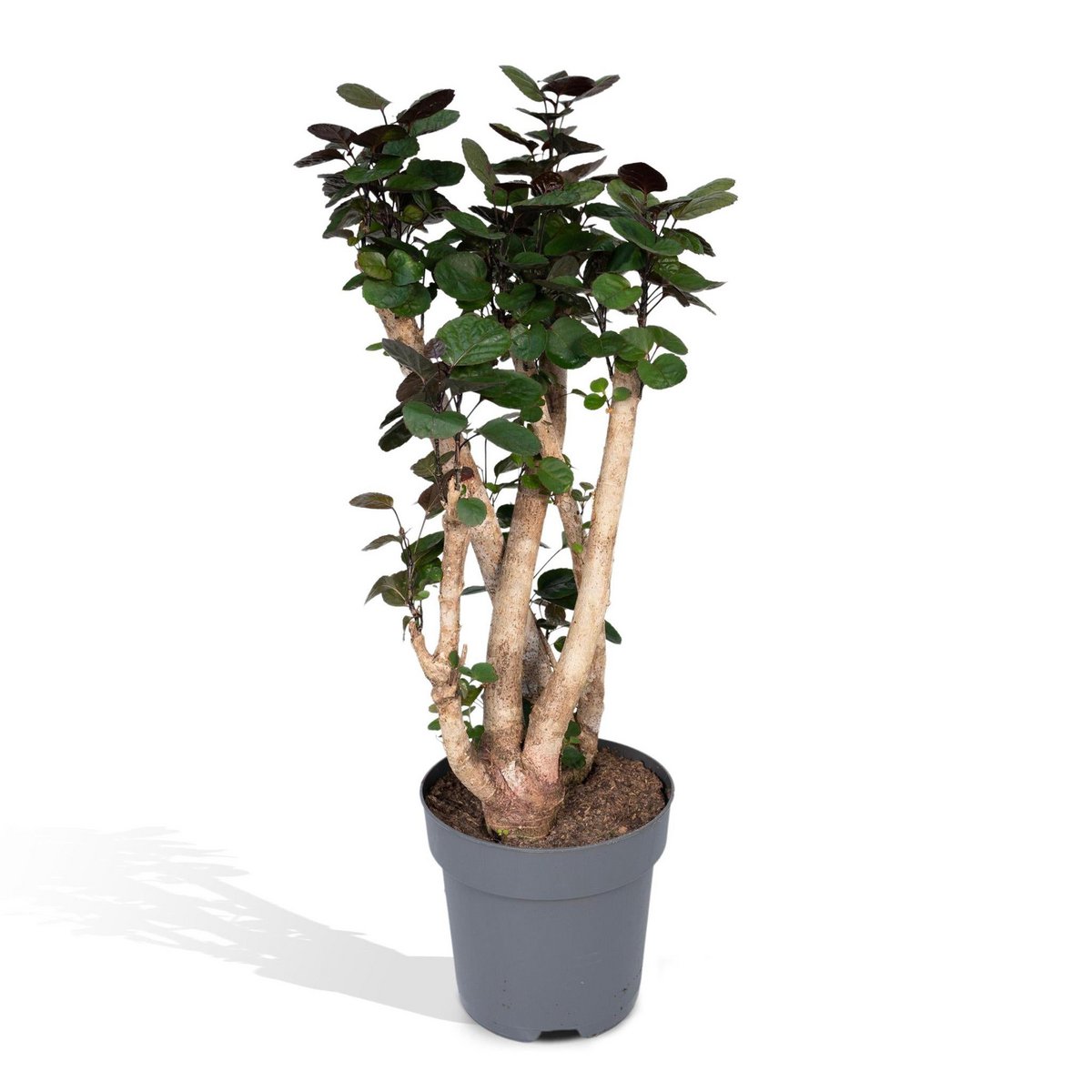 Polyscias Fabian - Aralia - Ø24cm - ↕90cm