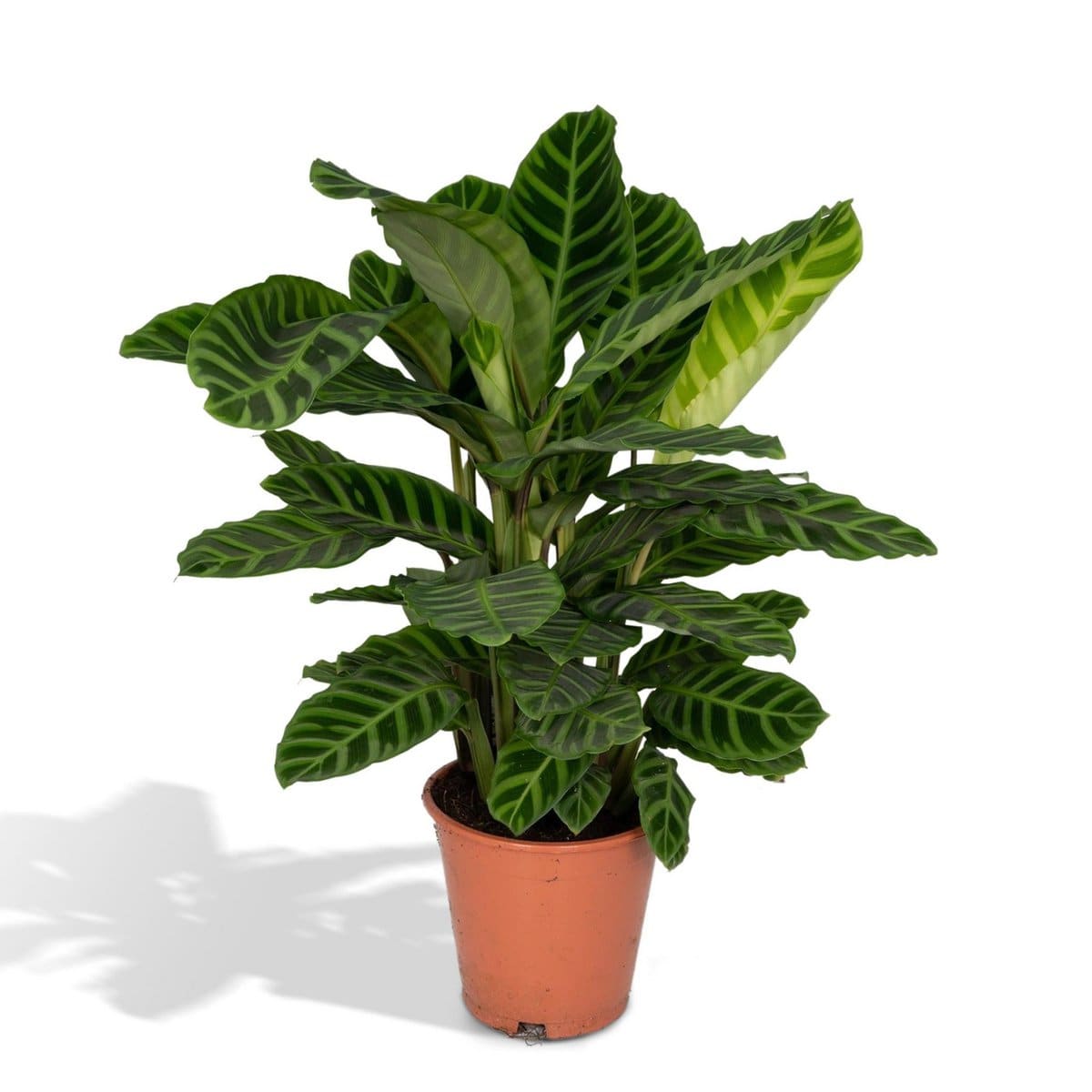 Calathea Zebrina - Ø19cm - ↕80cm - HOLE-X-WORLD