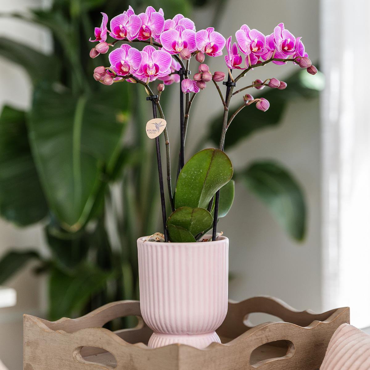 Kolibri-Orchideen | Rosa-lila Phalaenopsis-Orchidee - El Salvador + Diabolo-Rosa - Topfgröße Ø9cm | blühende Zimmerpflanze – frisch vom Züchter