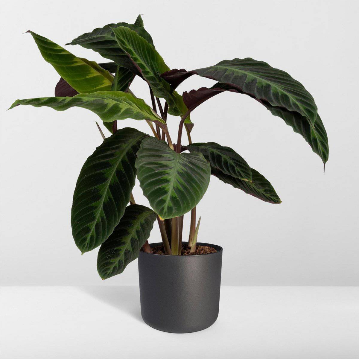 Calathea Warscewiczii - Pfauenpflanze - Ø19cm - ↕70cm - HOLE-X-WORLD