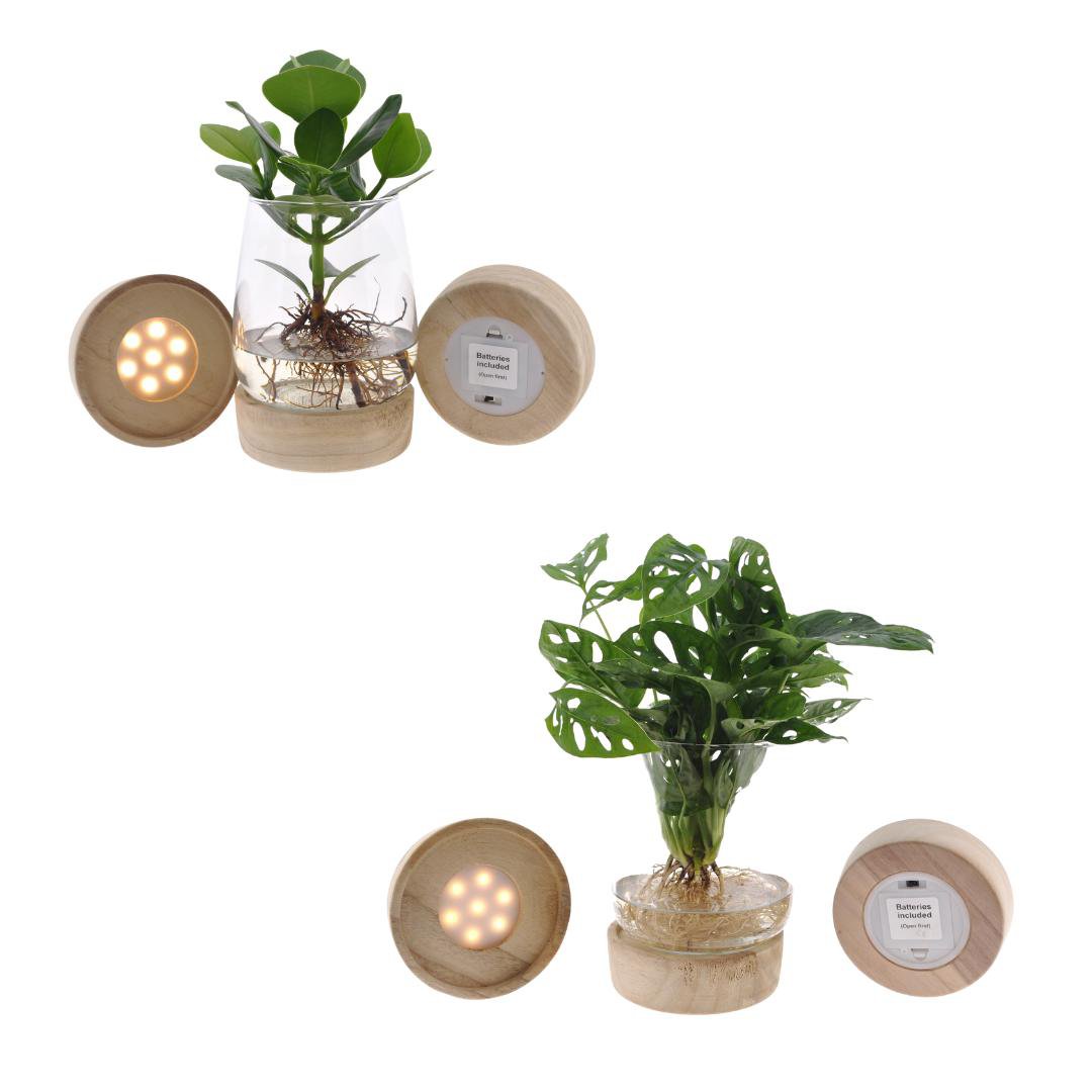 Kingston Glas + LED Duo Monstera/Clusia - 2 Stück - Ø12cm - ↕30cm