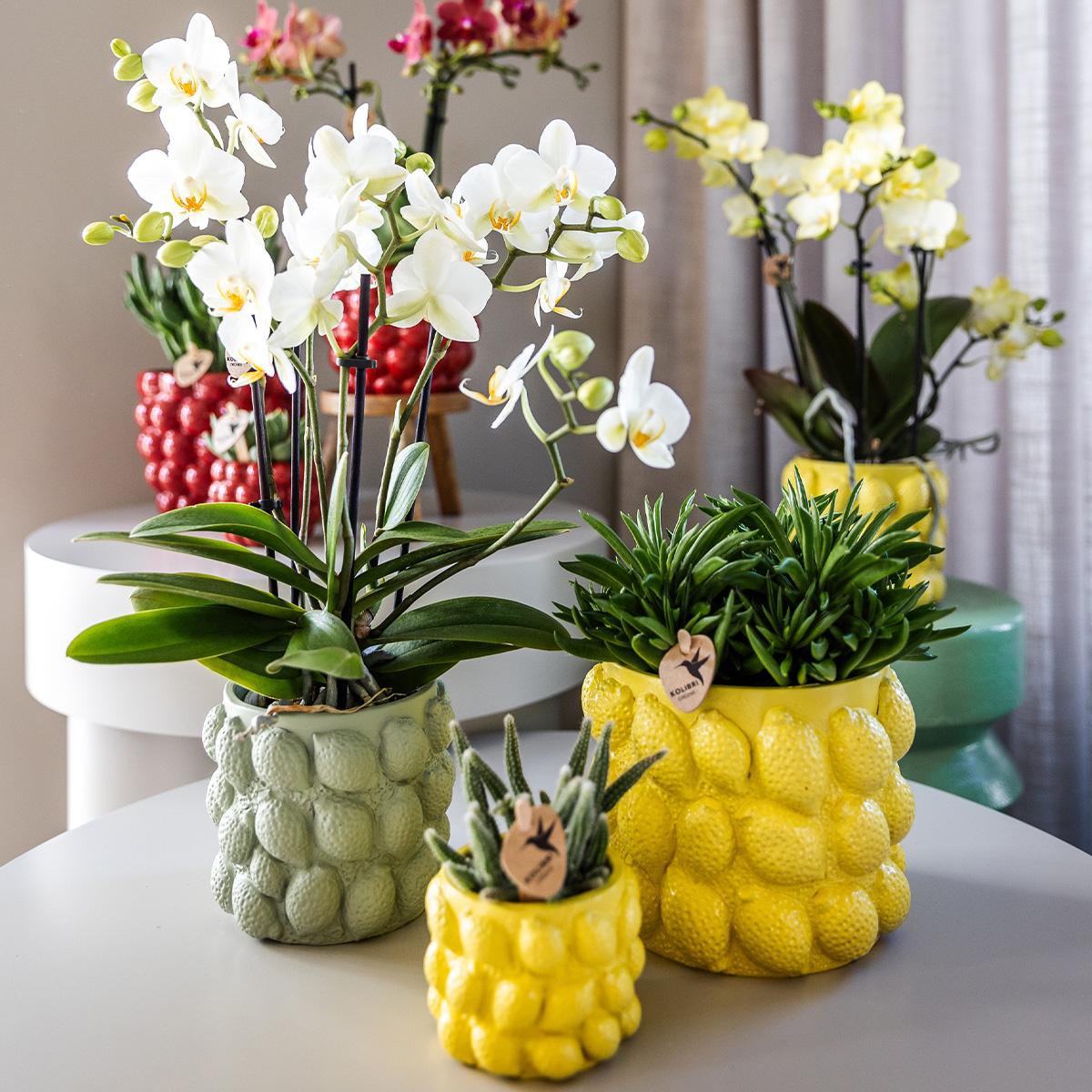 Kolibri-Orchideen | gelbe Phalaenopsis-Orchidee – Mexiko + Zitrus-Ziertopf grün – Topfgröße Ø9cm – 40cm hoch | Blühende Zimmerpflanze im Blumentopf – frisch vom Züchter