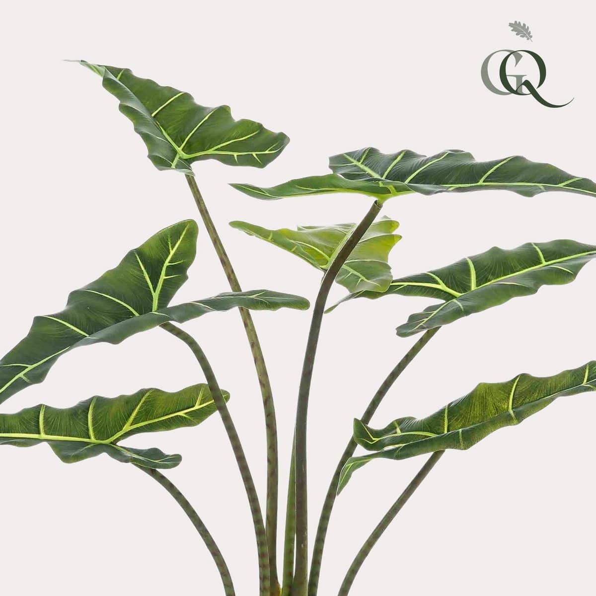 Künstliche Pflanze - Alocasia Frydek - Elefantenohr - 90 cm - HOLE-X-WORLD