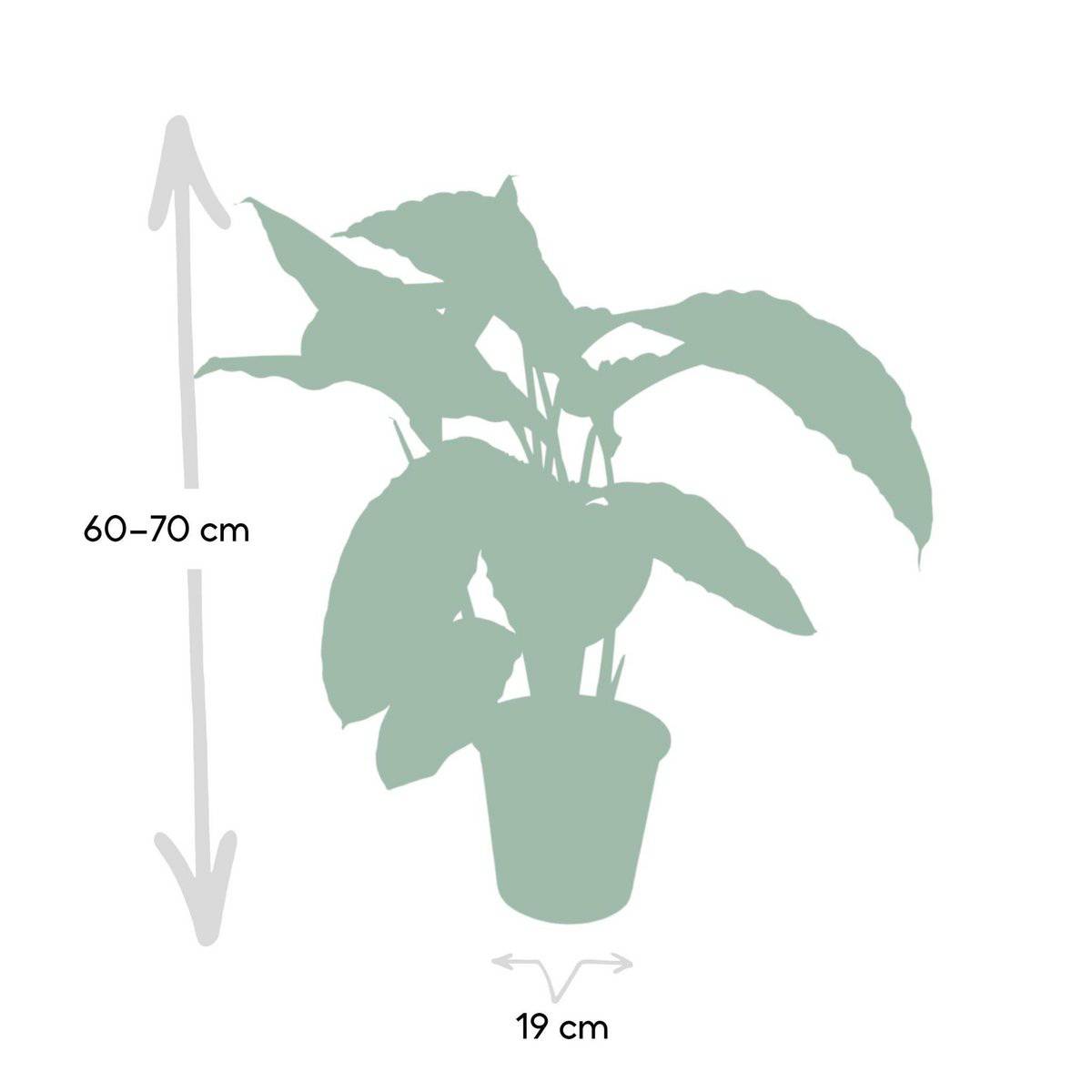 Calathea Warscewiczii - Pfauenpflanze - Ø19cm - ↕70cm - HOLE-X-WORLD