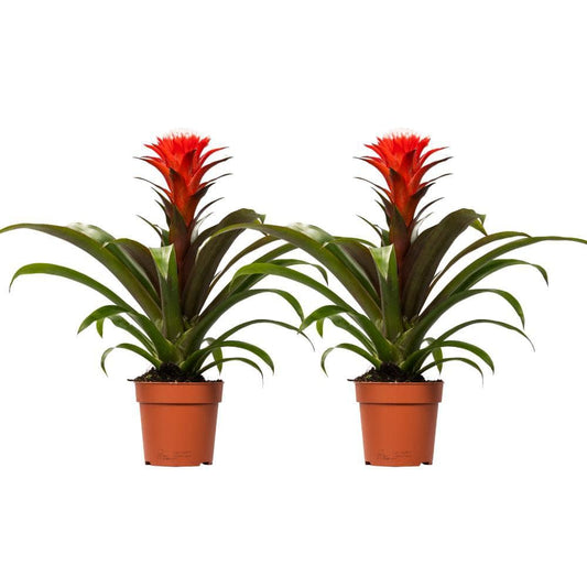 Guzmania Hope - 2 Stück - Ø12cm - ↕40cm - HOLE-X-WORLD