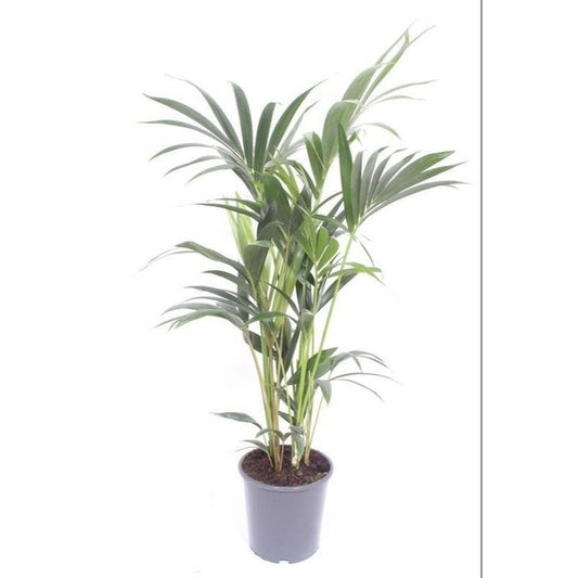 Howea Forsteriana - Ø17cm - ↕75cm