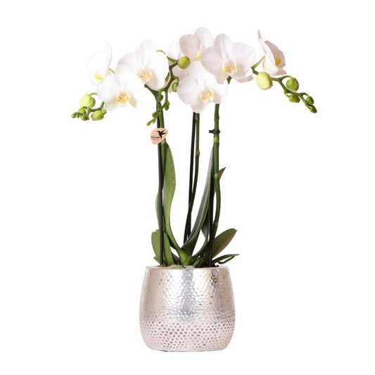 Kolibri-Orchideen | weiße Phalaenopsis-Orchidee - Amabilis + Elite Topf silber - Topfgröße Ø9cm - 35cm hoch | blühende Zimmerpflanze – frisch vom Züchter