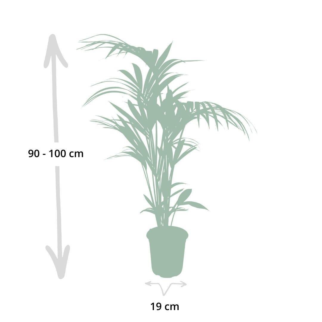 Howea Forsteriana - Kentia-Palme - Ø19cm - ↕100cm