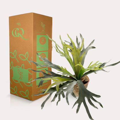 Künstliche Pflanze - Hirschhornfarn - Hirschhorn - 50 cm - HOLE-X-WORLD