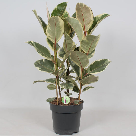 Ficus Tineke – Ø27cm – ↕85cm