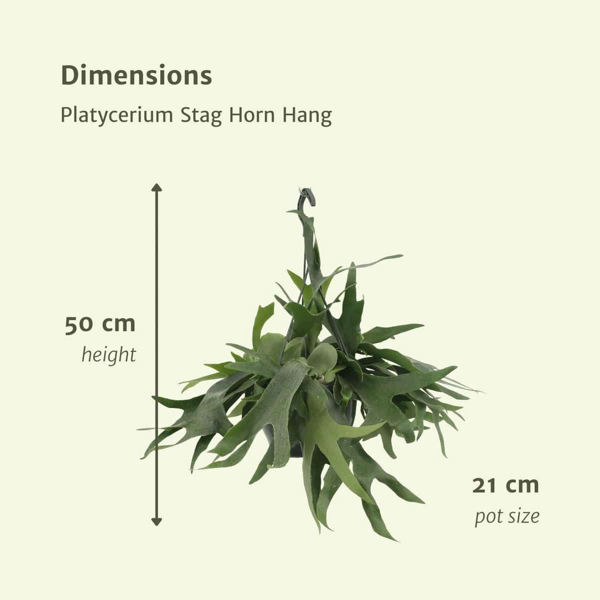 Platycerium Staghorn Hang - Hirschhornfarn - Ø21cm - ↕50cm - HOLE-X-WORLD