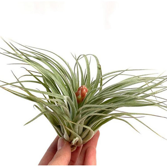 Tillandsia-Zuckerwatte - HOLE-X-WORLD