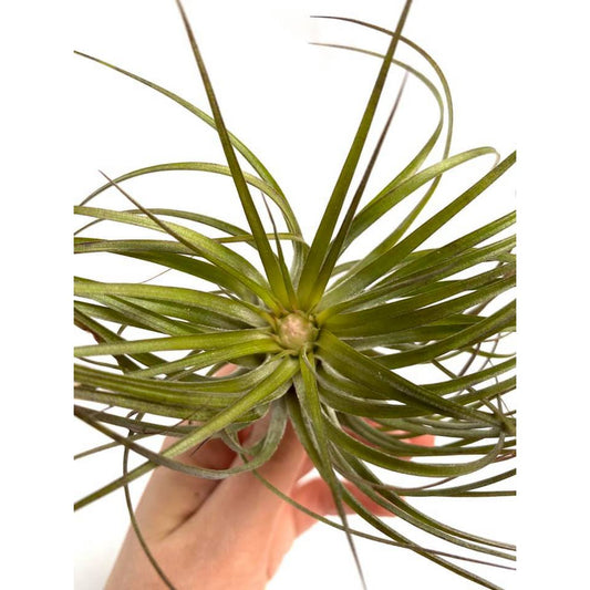 Tillandsia Stricta - HOLE-X-WORLD