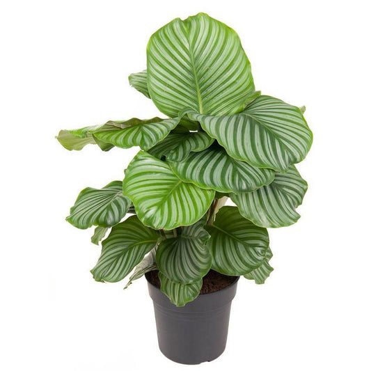 Calathea Orbifolia - Ø24cm - ↕70cm