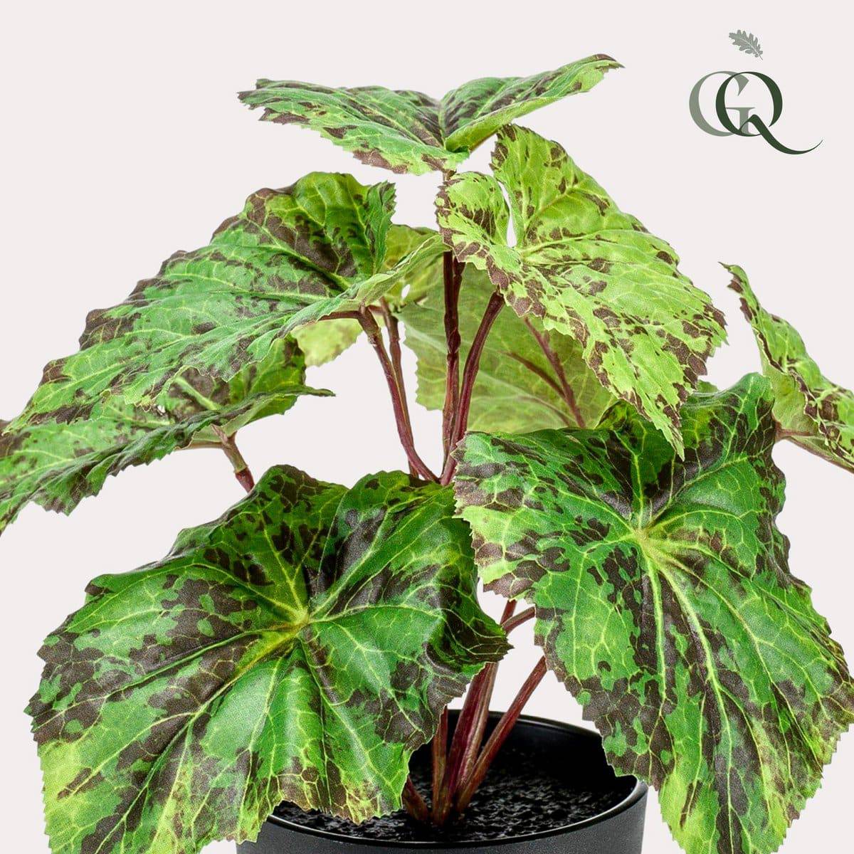 Künstliche Pflanze - Begonia Rex - Blattbegonie - 25 cm - HOLE-X-WORLD