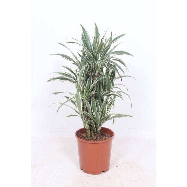 Dracaena Weißer Streifen – Ø24cm – ↕100cm - HOLE-X-WORLD