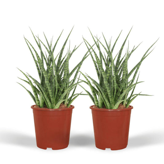 Sansevieria Fernwood Punk - Weibliche Zunge - 2 Stück - ø12cm - ↕30cm