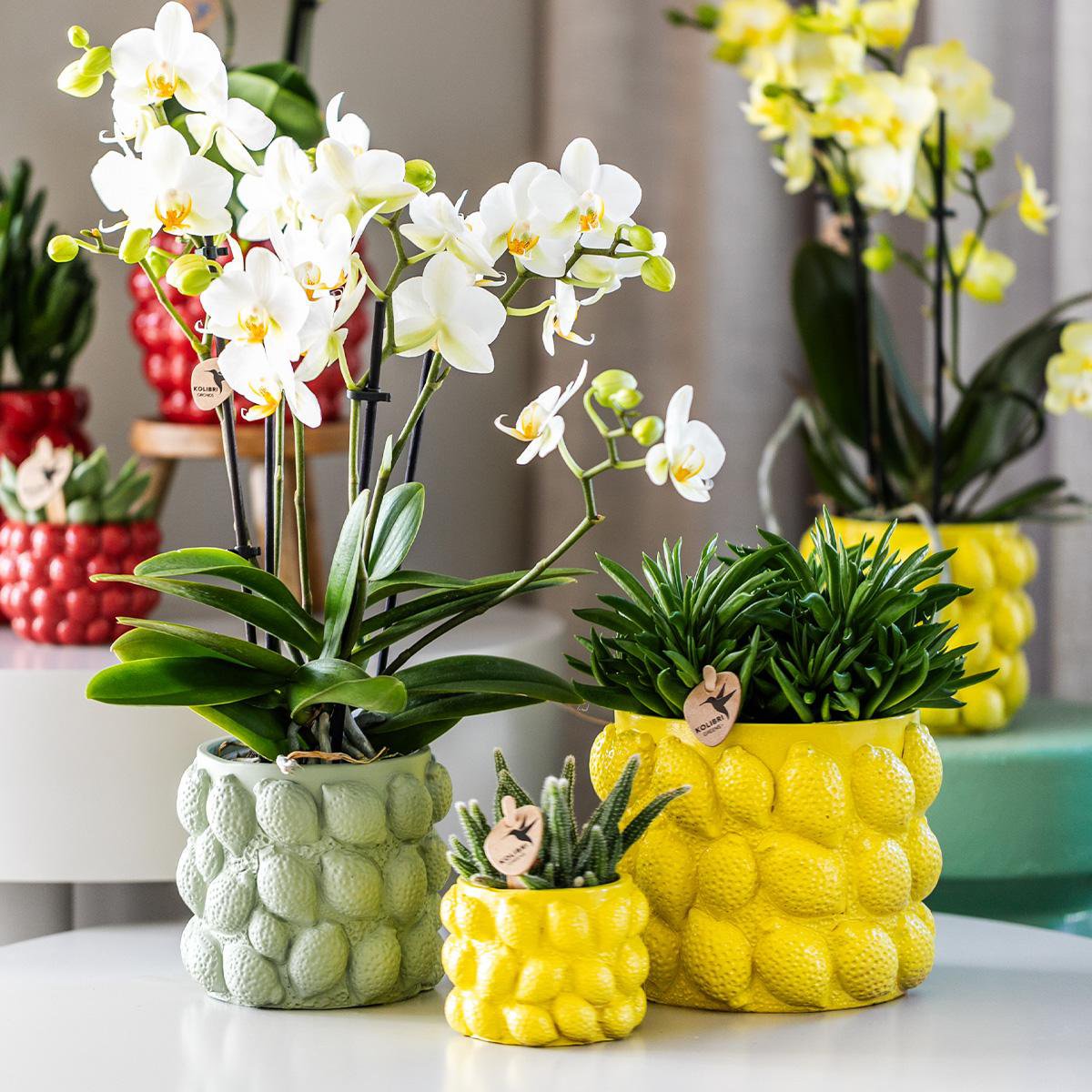 Kolibri-Orchideen | gelbe Phalaenopsis-Orchidee – Mexiko + Zitrus-Ziertopf grün – Topfgröße Ø9cm – 40cm hoch | Blühende Zimmerpflanze im Blumentopf – frisch vom Züchter