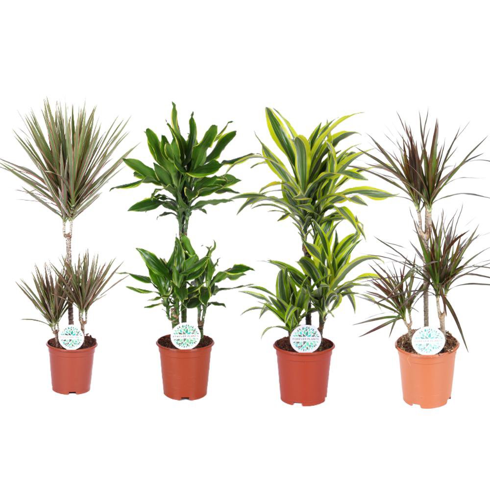 Dracaena Dreams - 4 Stück - Ø21cm - ↕90-95cm