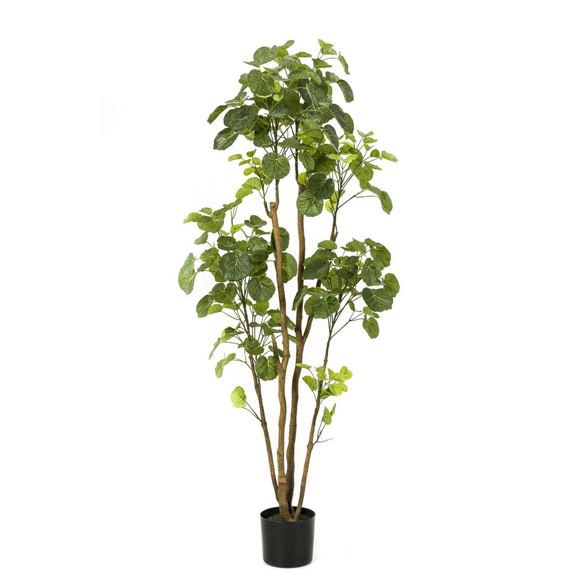 Künstliche Pflanze - Polyscias - Aralia - 160 cm