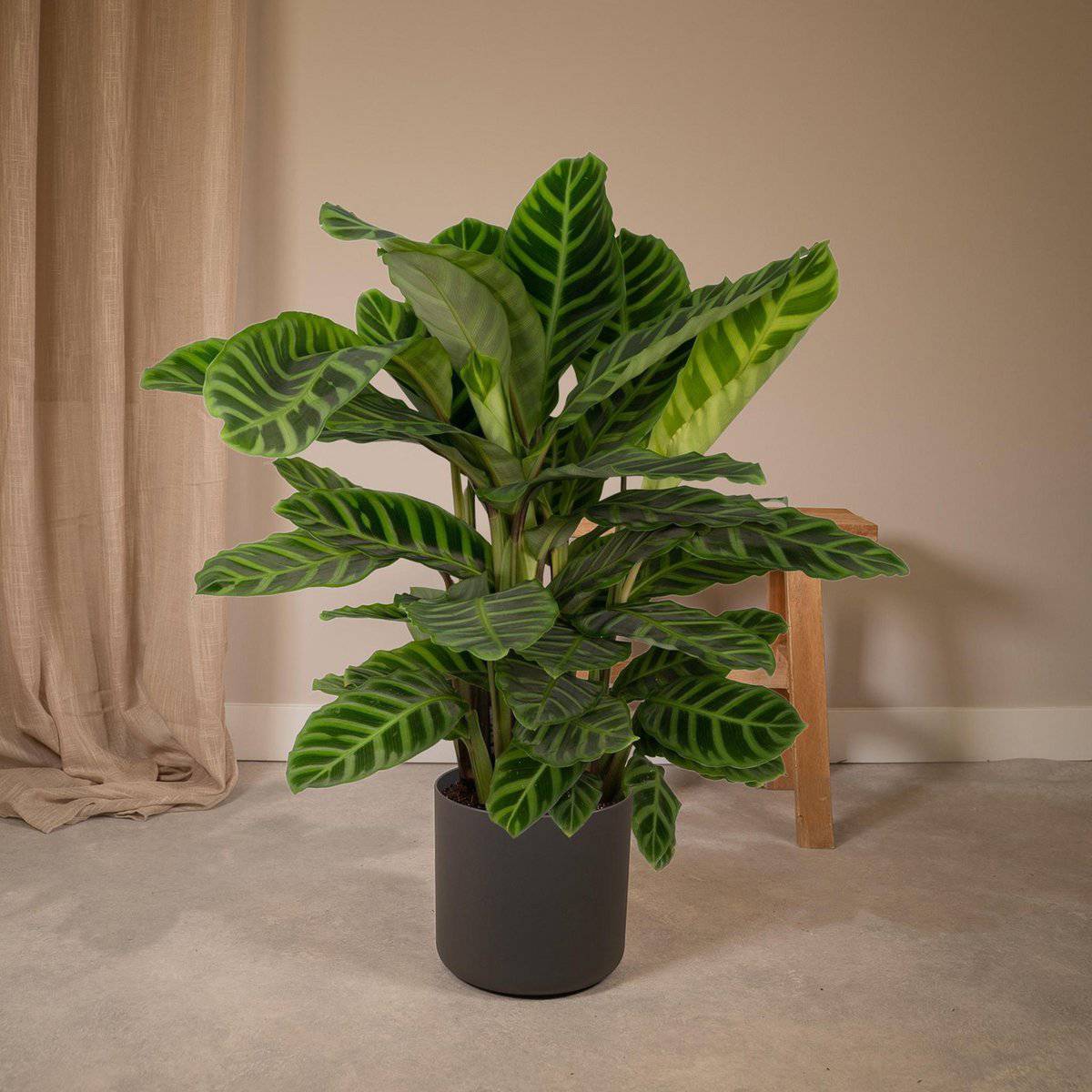 Calathea Zebrina - Ø19cm - ↕80cm - HOLE-X-WORLD