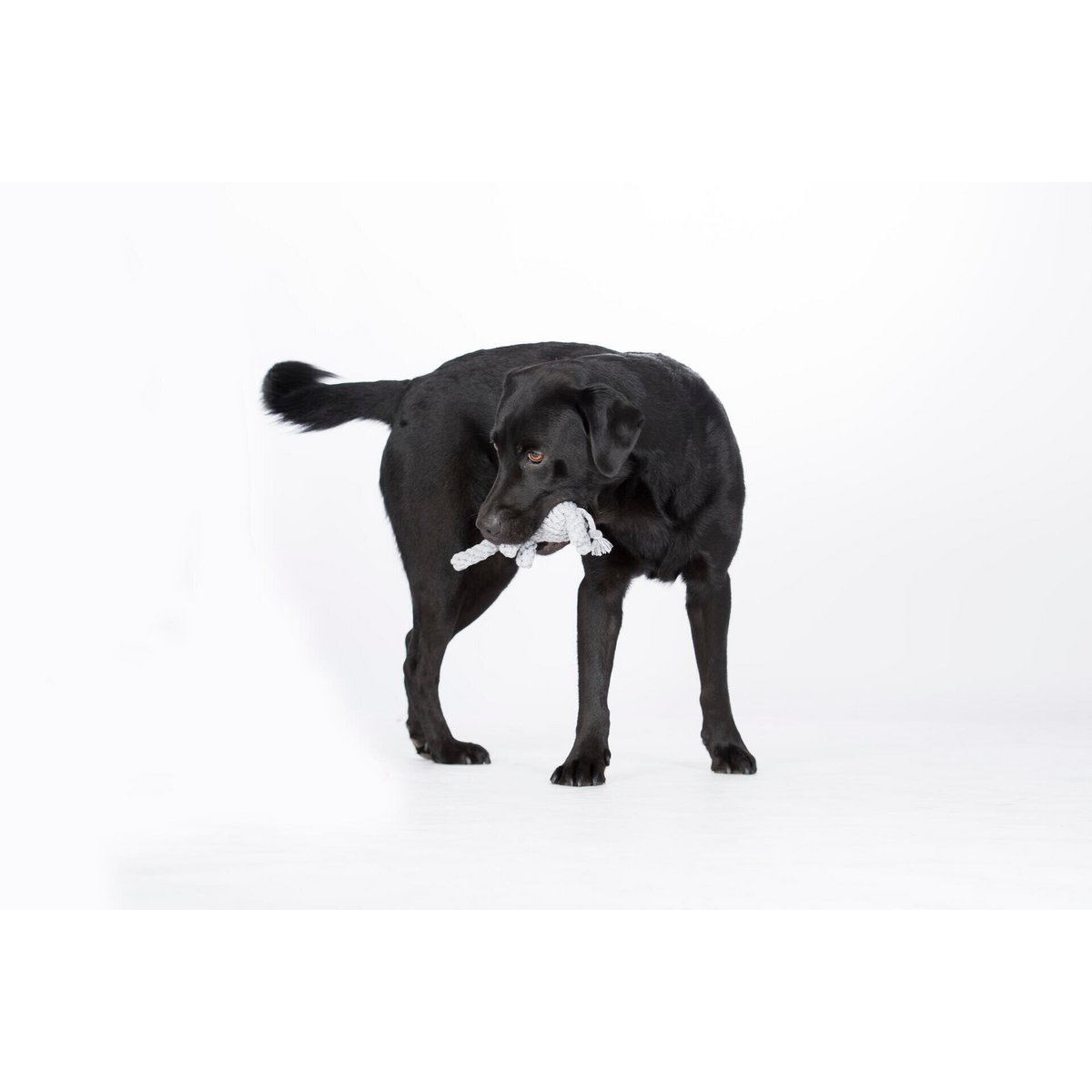 Elton Elefant Jr. Seilspielzeug – Hund Grau 22x7x9 cm