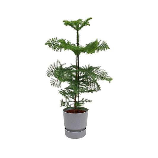 Kombiangebot - Araucaria (gekammert) inklusive elho Greenville Round grau Ø25 - 100 cm - HOLE-X-WORLD