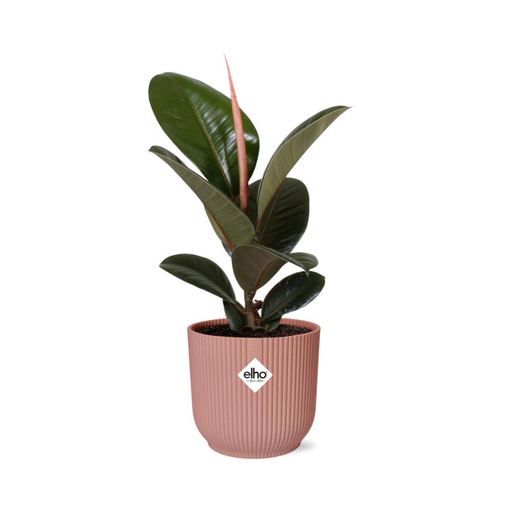 Ficus Elastica 'Robusta' in ELHO Vibes Fold 14cm rosa