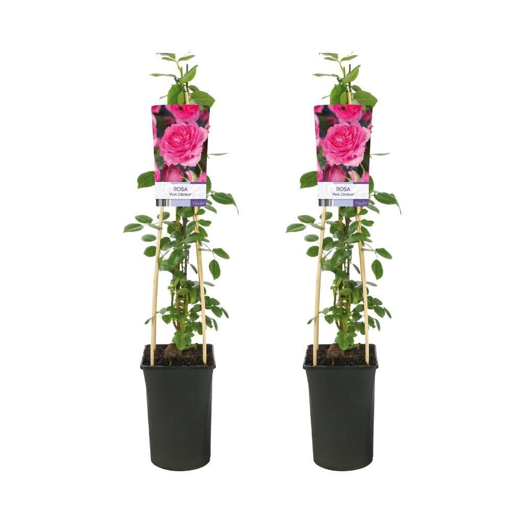 Rosa Pink Climber - 2 Stück - Ø17cm - ↕75cm - HOLE-X-WORLD