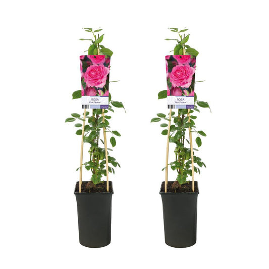 Rosa Pink Climber - 2 Stück - Ø17cm - ↕75cm