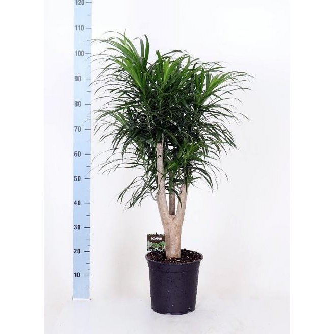 Dracaena Refl. Anita - Ø24cm - ↕90cm