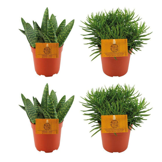 2x Aloe Paradisicum + 2x Senecio Himalaya - 4 Stück - Ø10,5cm - ↕10cm