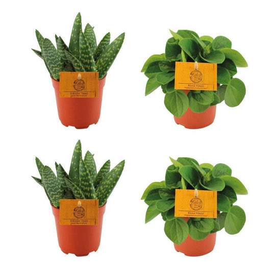 2x Aloe Paradisicum + 2x Peperomia Rana Verde - 4 Stück - Ø10,5cm - ↕10cm