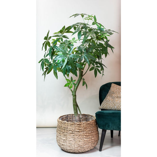 Künstliche Pflanze - Pachira Aquatica - Geldbaum - 180 cm