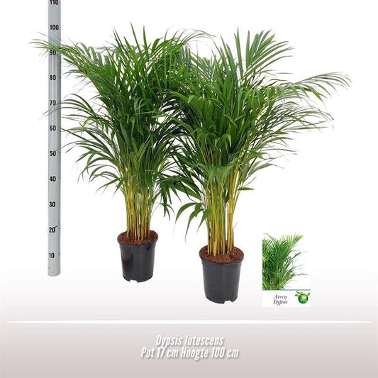 Dypsis Lutescens – Ø17cm – ↕100cm