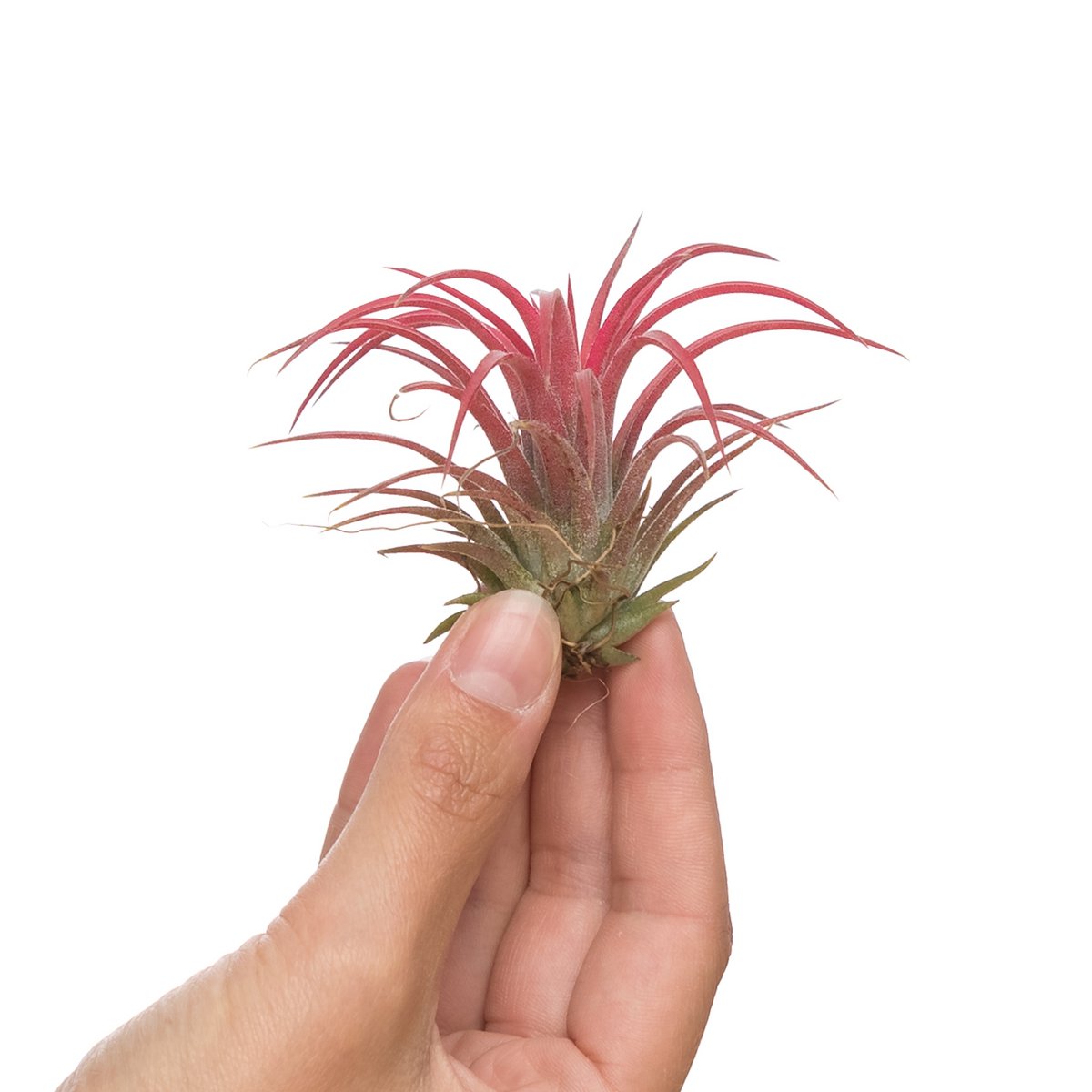 Tillandsia Ionantha Red - HOLE-X-WORLD