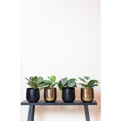 Künstliche Pflanze - Marantha Fascinator - 10-Gebote-Pflanze - 25 cm - HOLE-X-WORLD