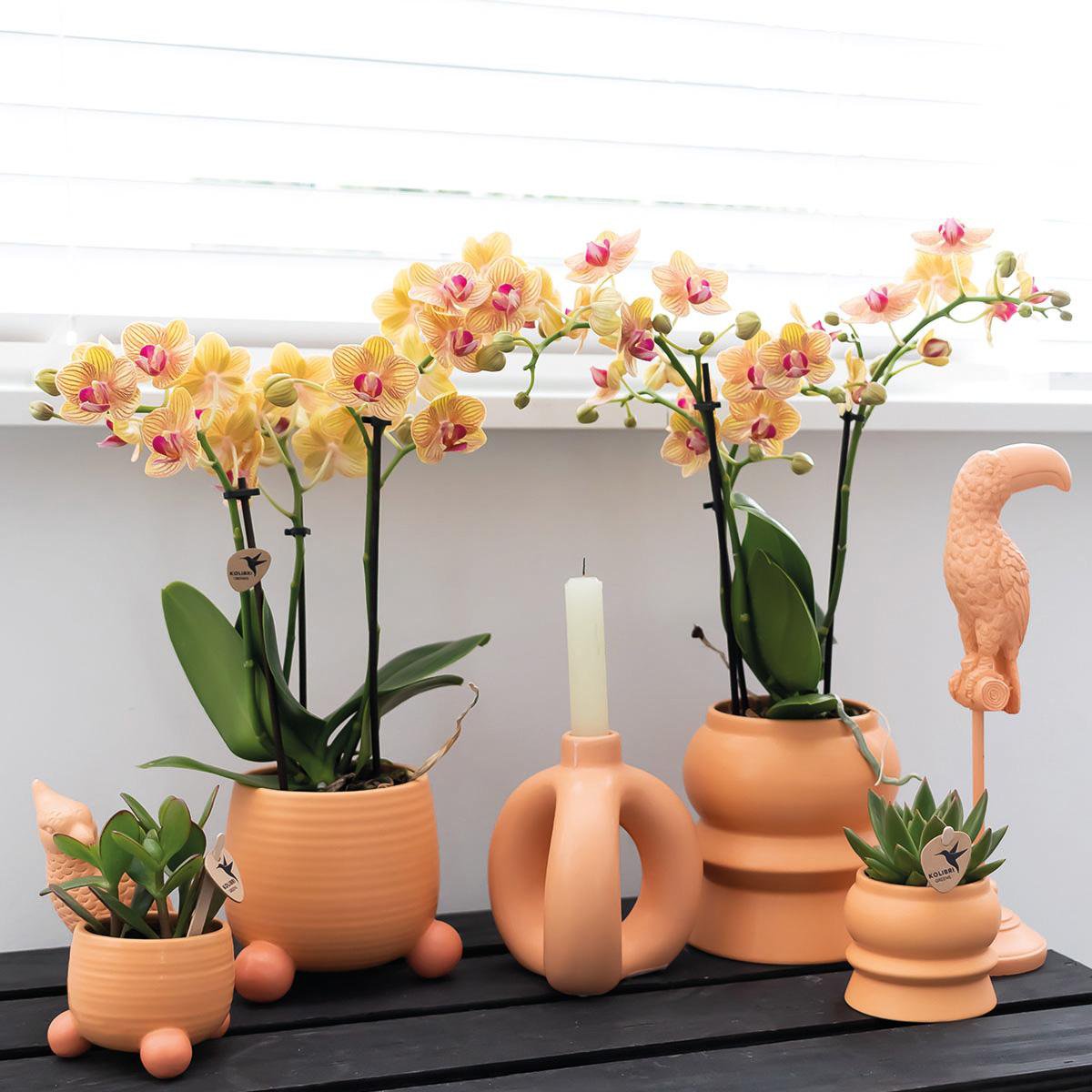 Kolibri-Orchideen | Orangefarbene Phalaenopsis-Orchidee - Mineral Bolzano + Rolling Peach - Topfgröße Ø9cm | blühende Zimmerpflanze – frisch vom Züchter