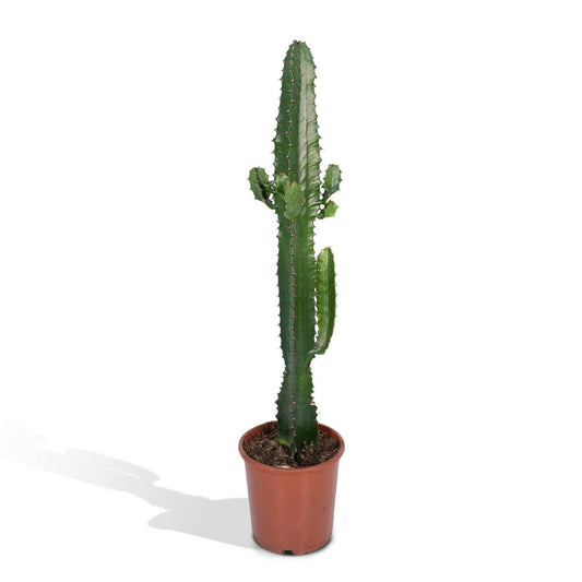 Euphorbia Acrurensis - Kaktus - Ø17cm - ↕50cm