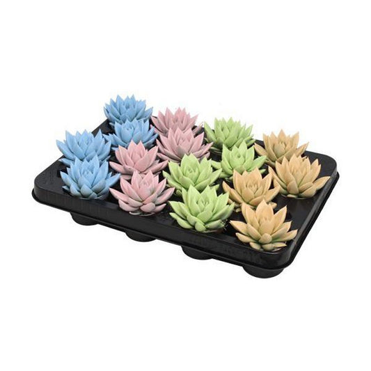 Echeveria Farbiger Pastellmix - 16 Stück - Ø6cm - ↕8cm