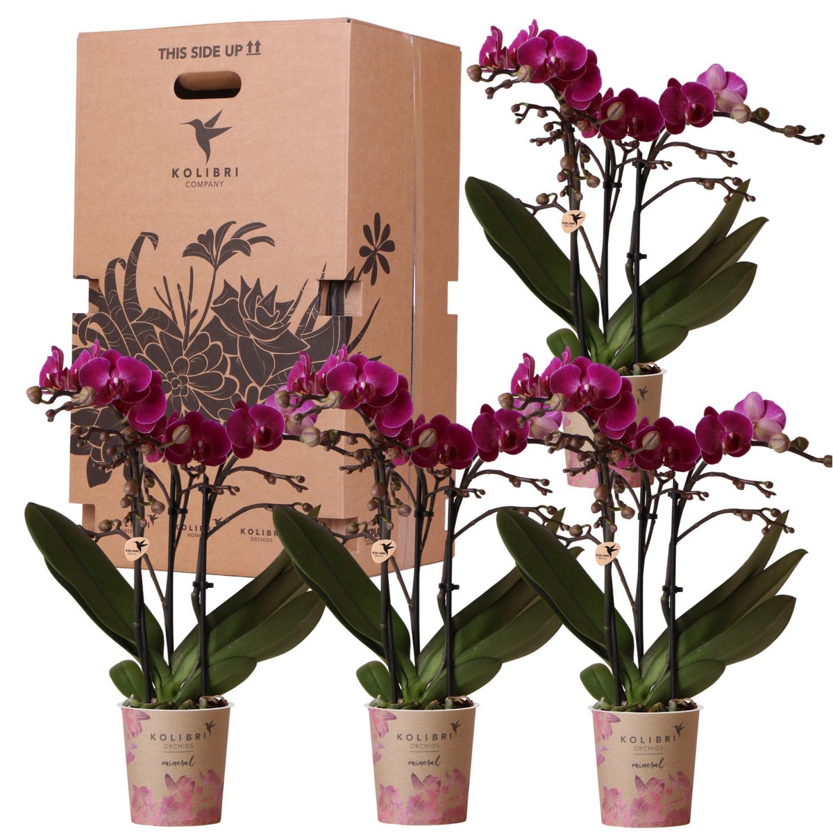 Kolibri Orchideen – Überraschungsbox einfarbig – Pflanzen-Rabattbox – Überraschungsbox mit 4 verschiedenen Orchideen – frisch vom Züchter