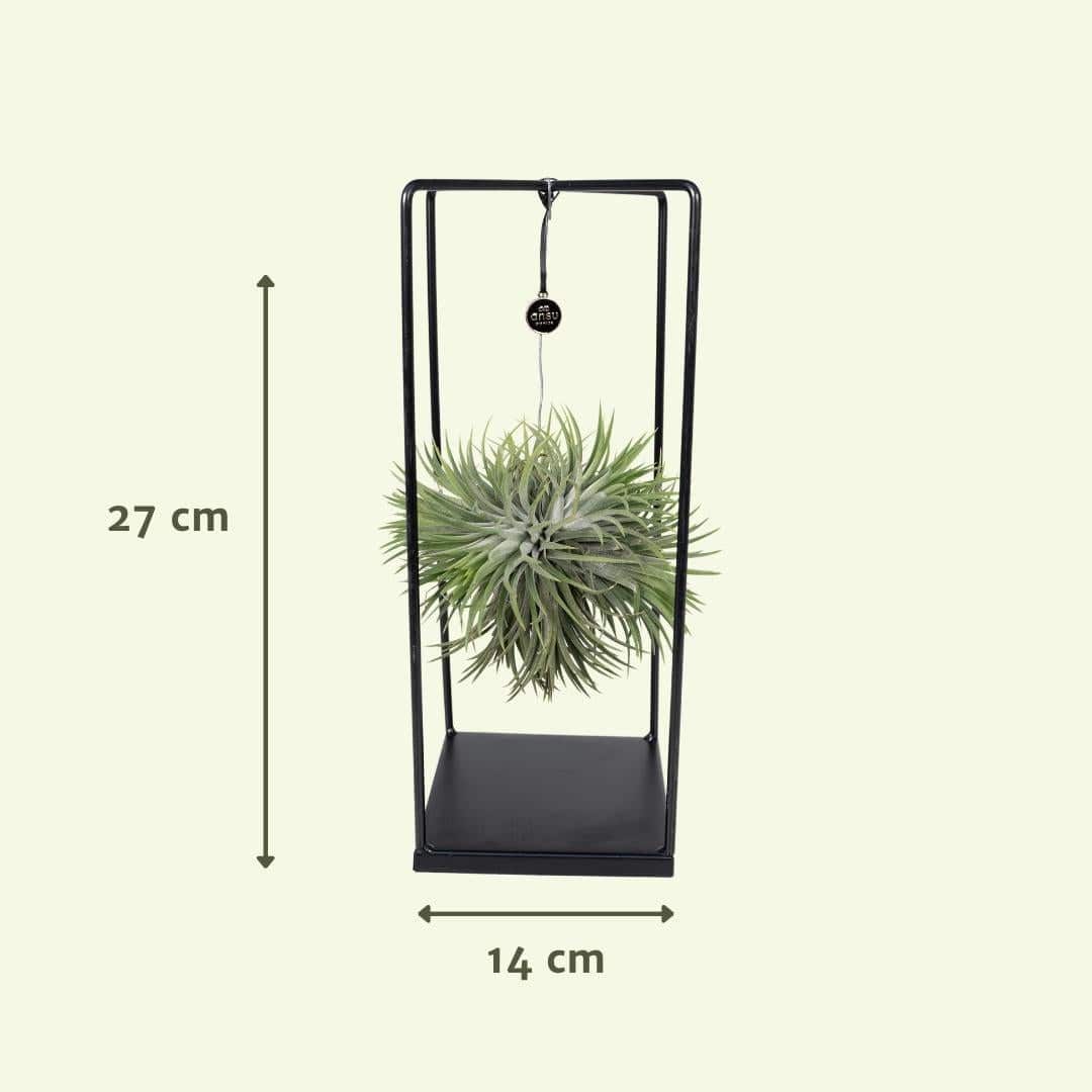 Tillandsien-Würfelmischung groß – Ø20 cm – ↕35 cm - HOLE-X-WORLD