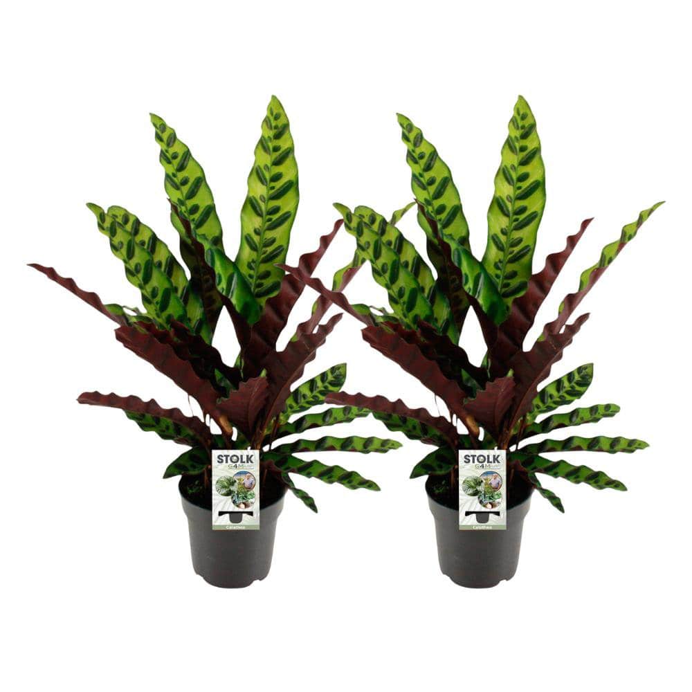 Calathea Lancifolia Insignis - 2 Stück - Ø14cm - ↕45cm - HOLE-X-WORLD