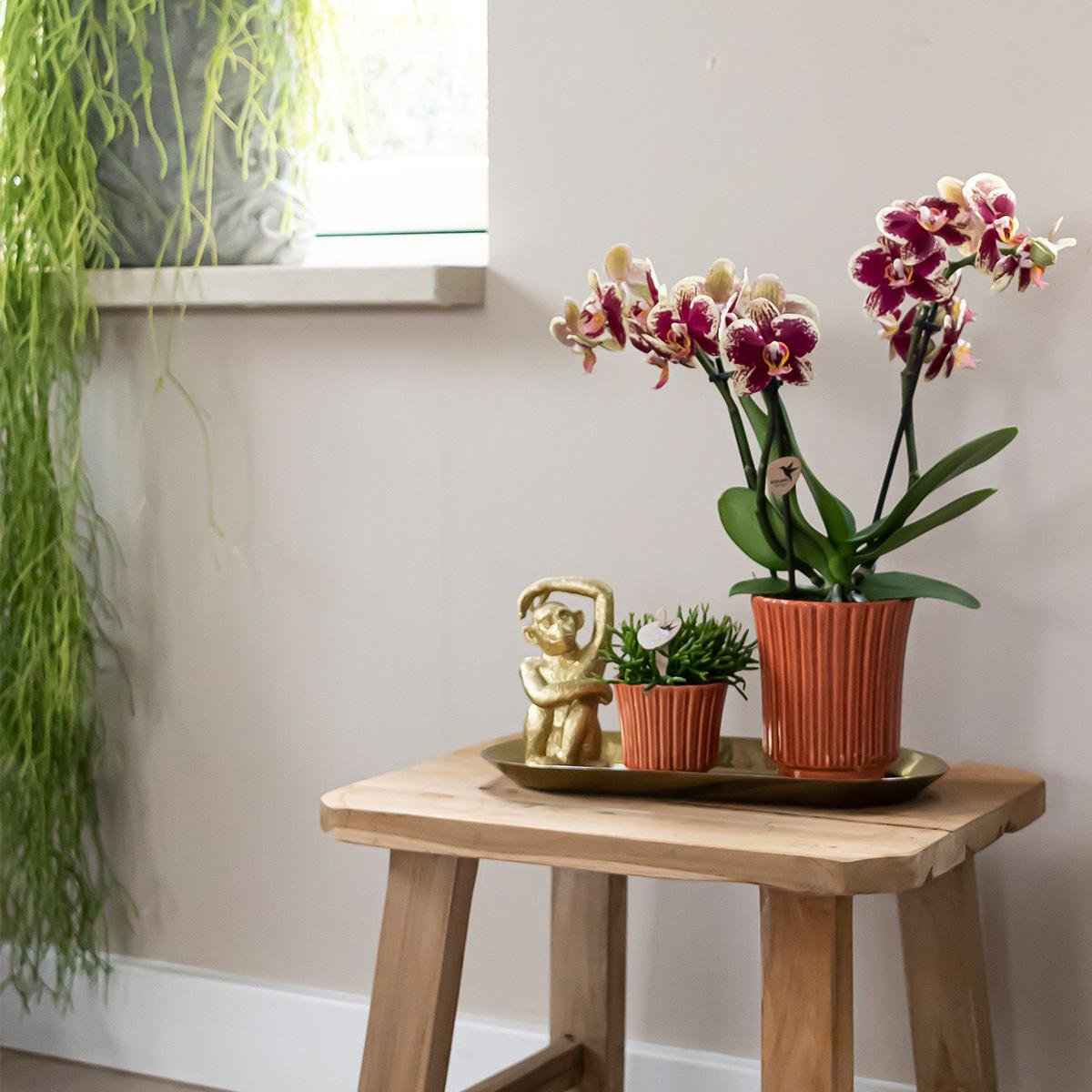 Kolibri-Orchideen | Pflanzenset Culture Cocktail Terrakotta klein | Grüne Pflanzen mit Phalaenopsis-Orchidee in dekorativen Retro-Terrakottentöpfen und goldenem Tablett