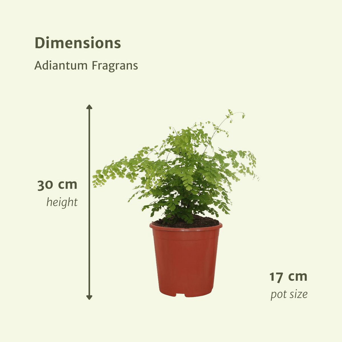 Adiantum Fragrans - Ø17cm - ↕30cm