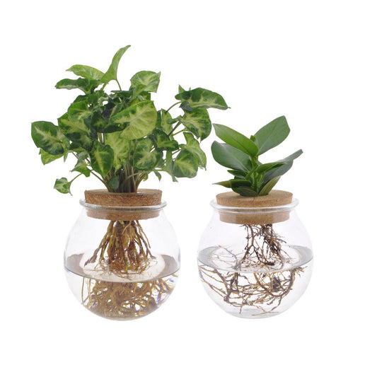 Bolglas Duo Clusia/Syngonium Green - 2 Stück - Ø12cm - ↕30cm