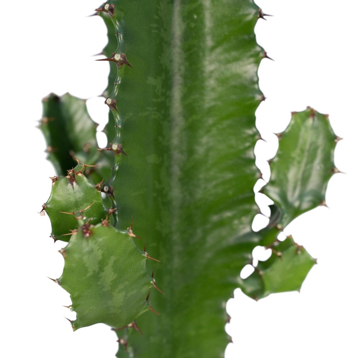 Euphorbia Acrurensis - Kaktus - Ø17cm - ↕50cm