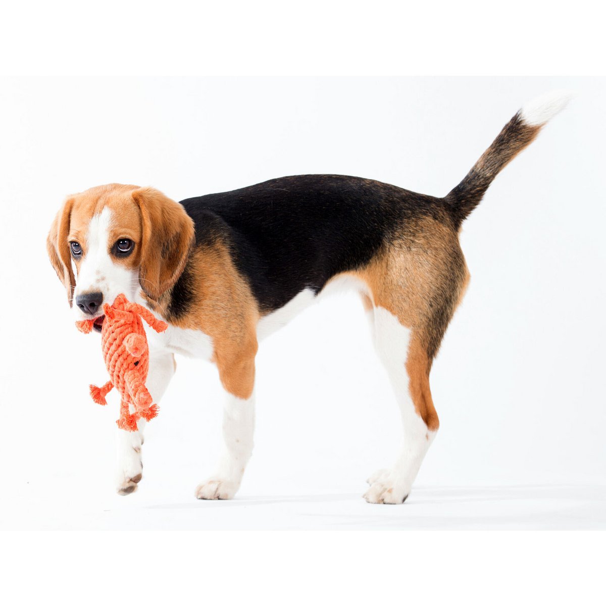 Kristof Krabbe Rope Toy - Dog Orange 15x12x5 cm