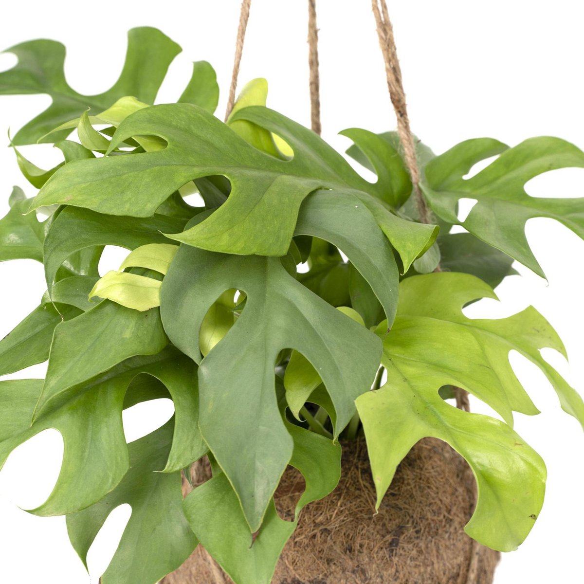 Kokodama Monstera Minima Hang – Lochpflanze – Ø15 cm – ↕25 cm